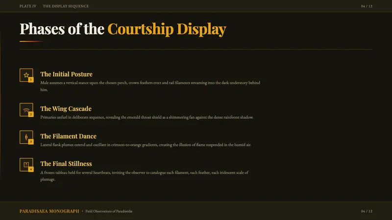 Bird of Paradise Monograph — Slides · content