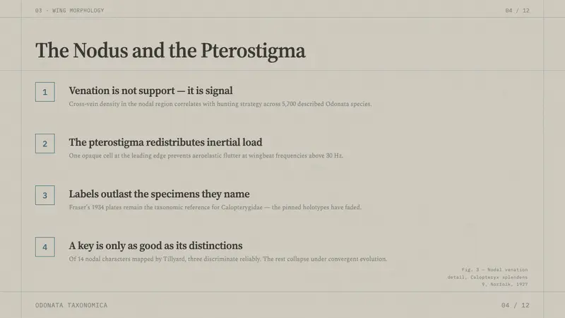 Dragonfly Wing Venation — Slides · content
