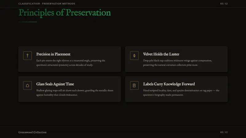 Beetle Specimen Cabinet — Slides · content