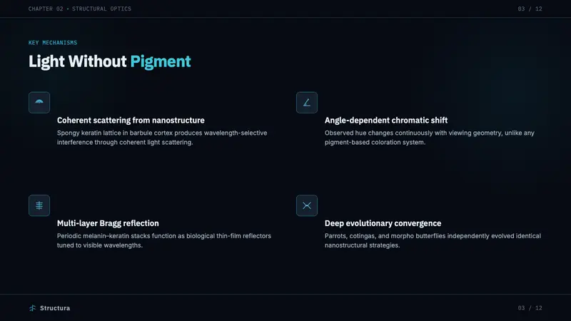 Feather Microscopy — Slides · content