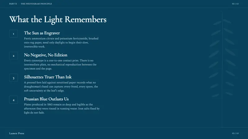 Fern Cyanotype — Slides · content
