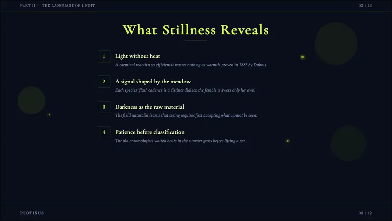 Firefly Bioluminescence — Slides · content