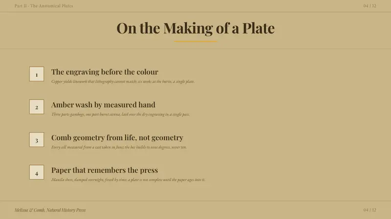 Honeybee Anatomy Plate — Slides · content