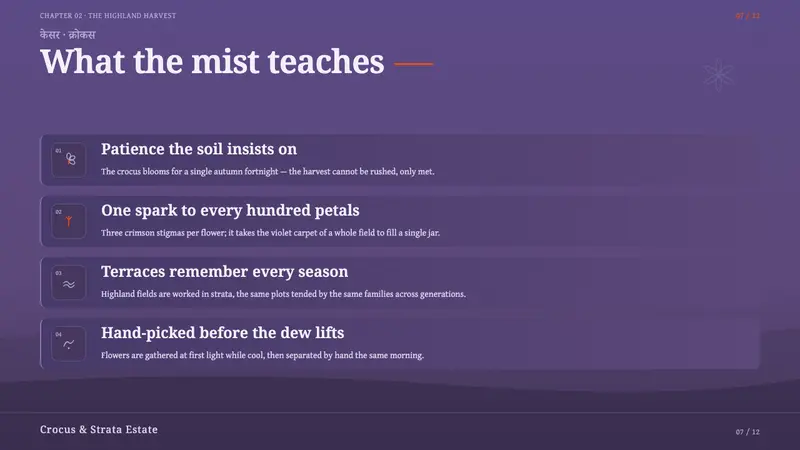 Kashmiri Crocus Purple — Slides · content