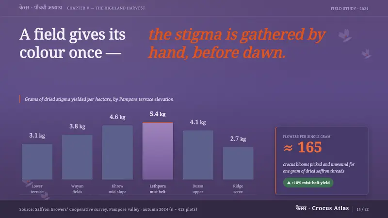 Kashmiri Crocus Purple — Slides · data
