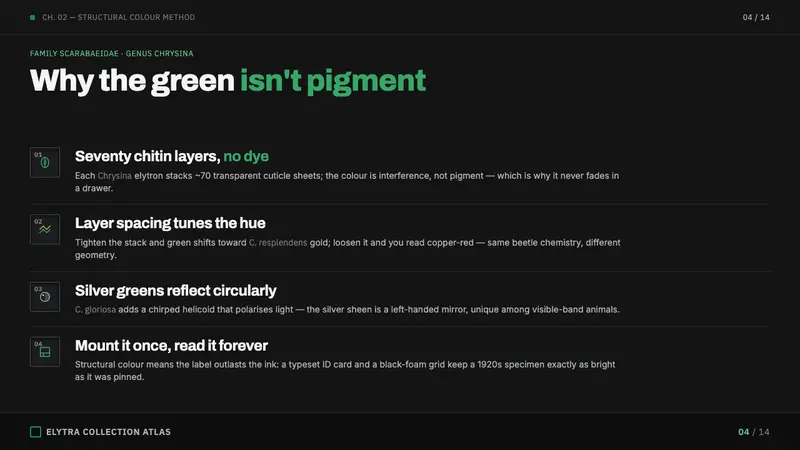 Iridescent Scarab Drawer — Slides · content