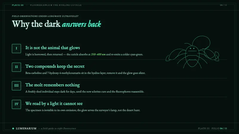 UV Scorpion Glow — Slides · content