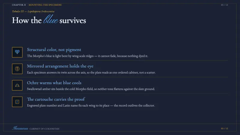 Seba Butterfly Cabinet — Slides · content