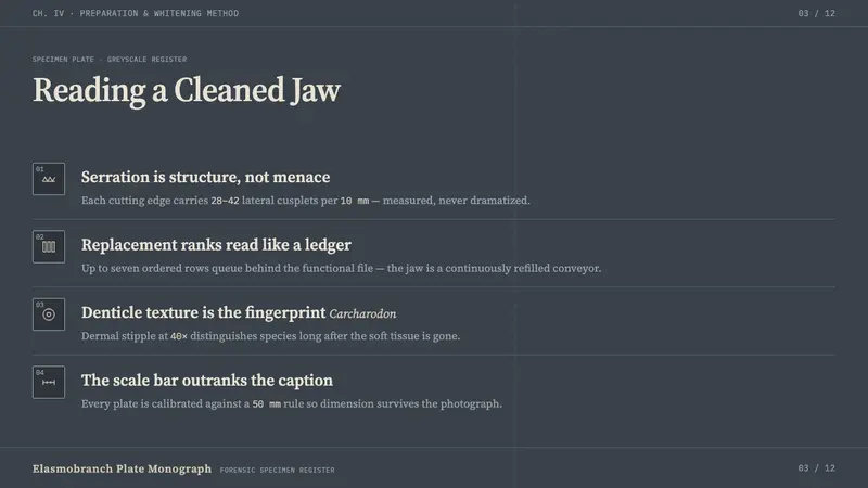 Shark Jaw & Dentition — Slides · content