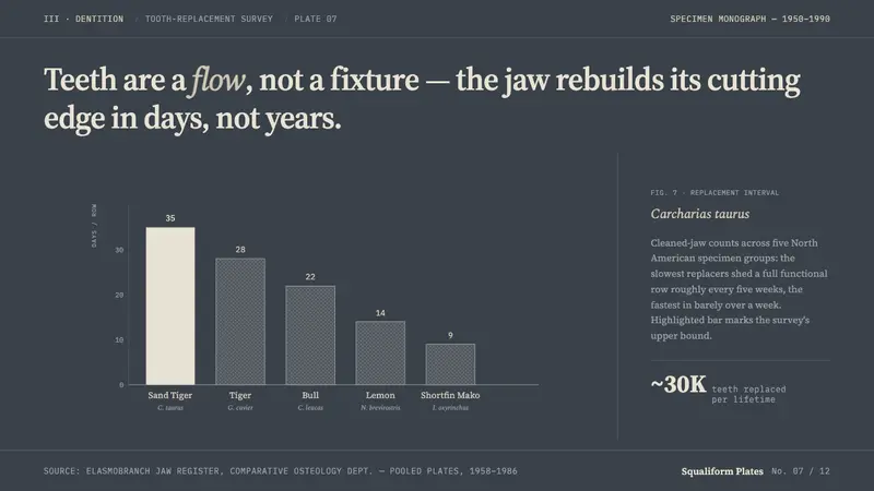 Shark Jaw & Dentition — Slides · data