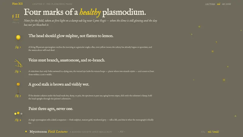Slime Mold Plasmodium (Lister Plate) — Slides · content