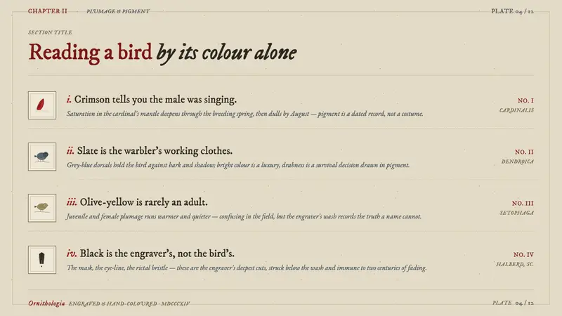 Wilson Ornithology Plate — Slides · content