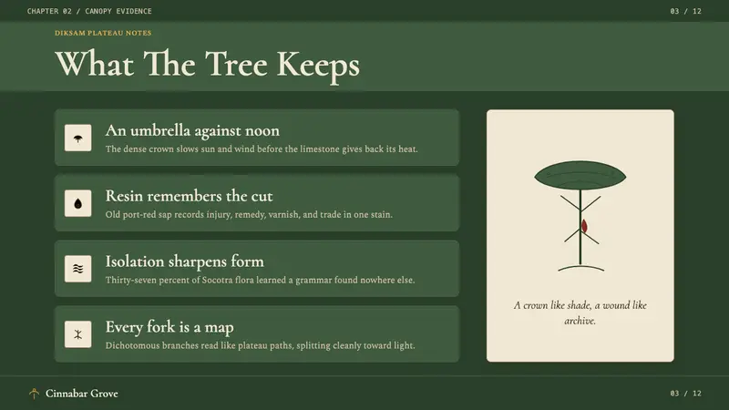 Yemeni Socotra Dragon's Blood Tree — Slides · content