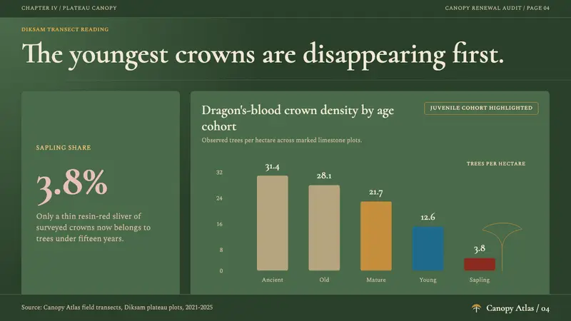 Yemeni Socotra Dragon's Blood Tree — Slides · data