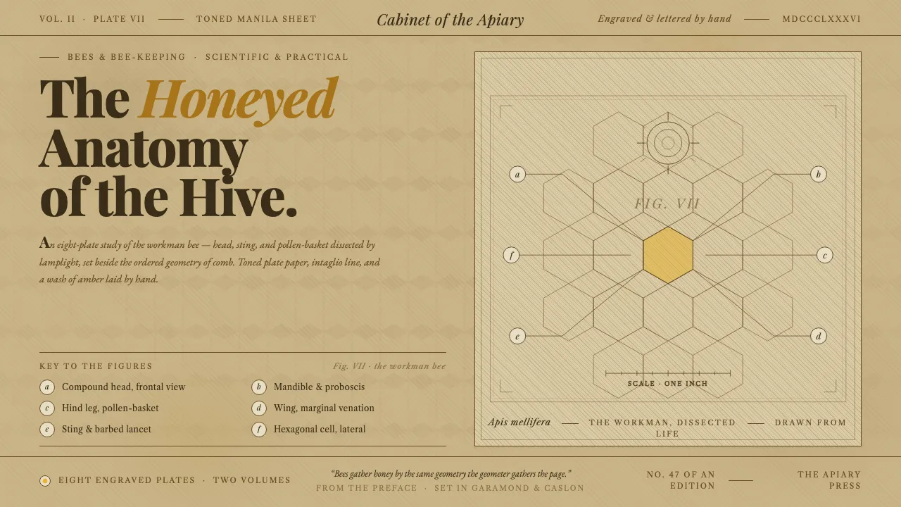 Honeybee Anatomy Plate — Cover