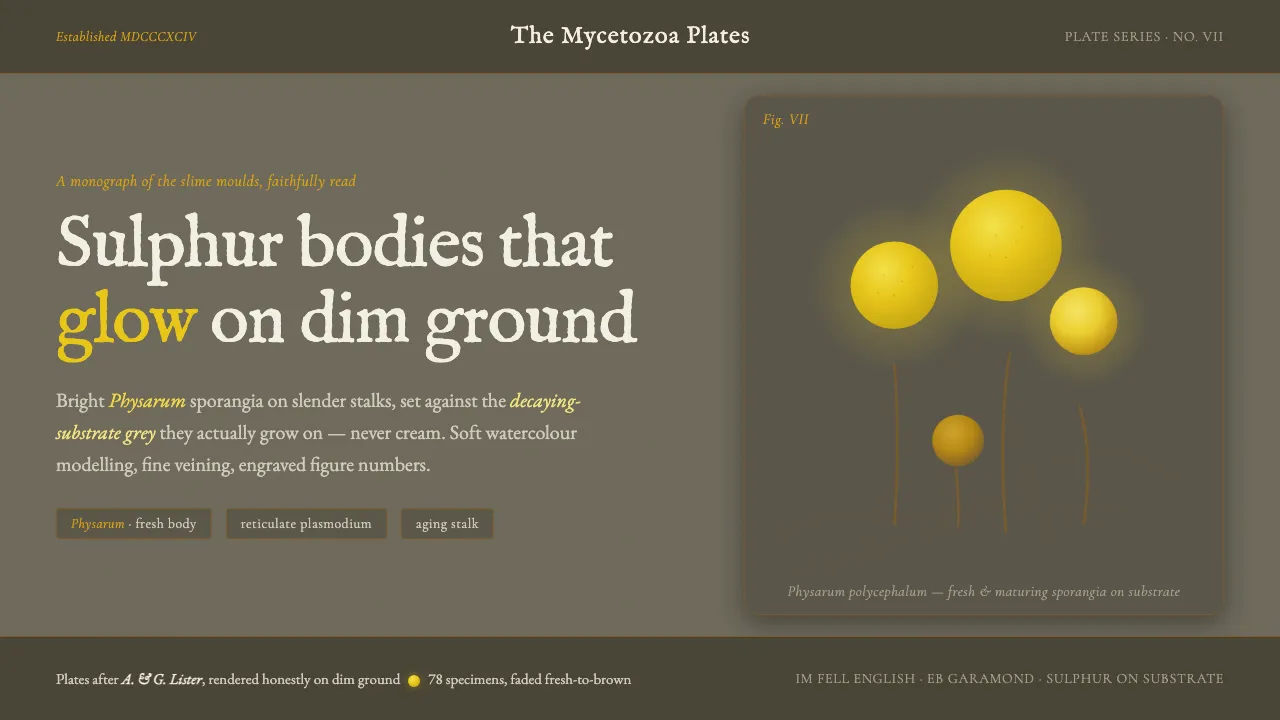 Slime Mold Plasmodium (Lister Plate) — Cover