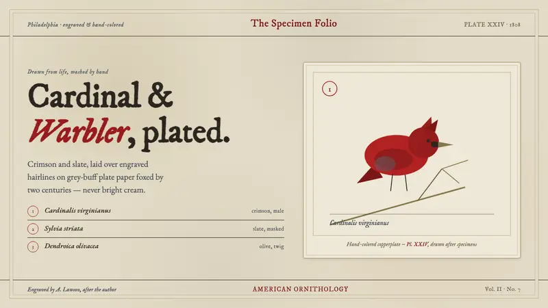 Wilson Ornithology Plate — design style preview