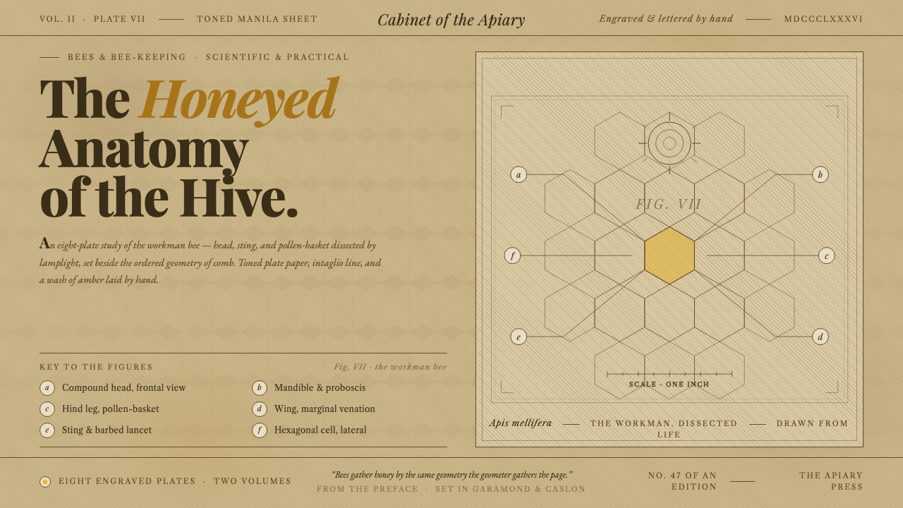 Honeybee Anatomy Plate design style