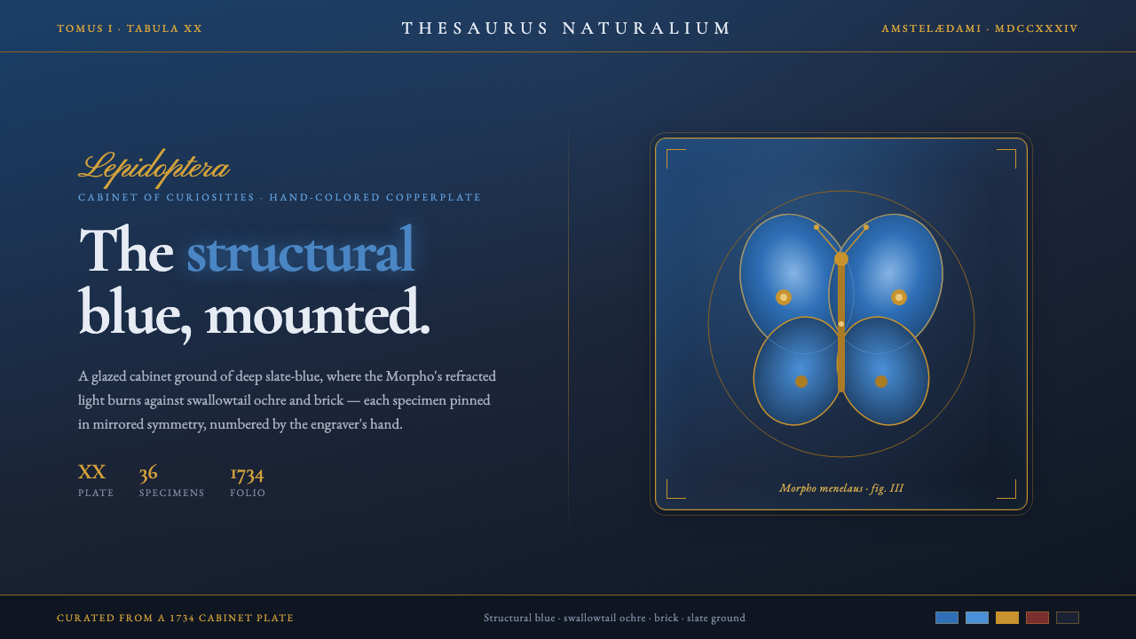Seba Butterfly Cabinet design style — example
