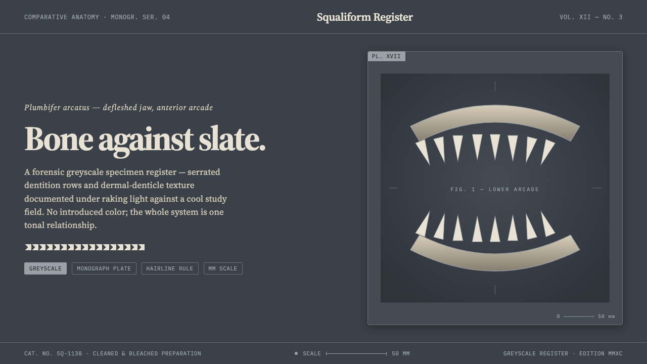 Shark Jaw & Dentition design style