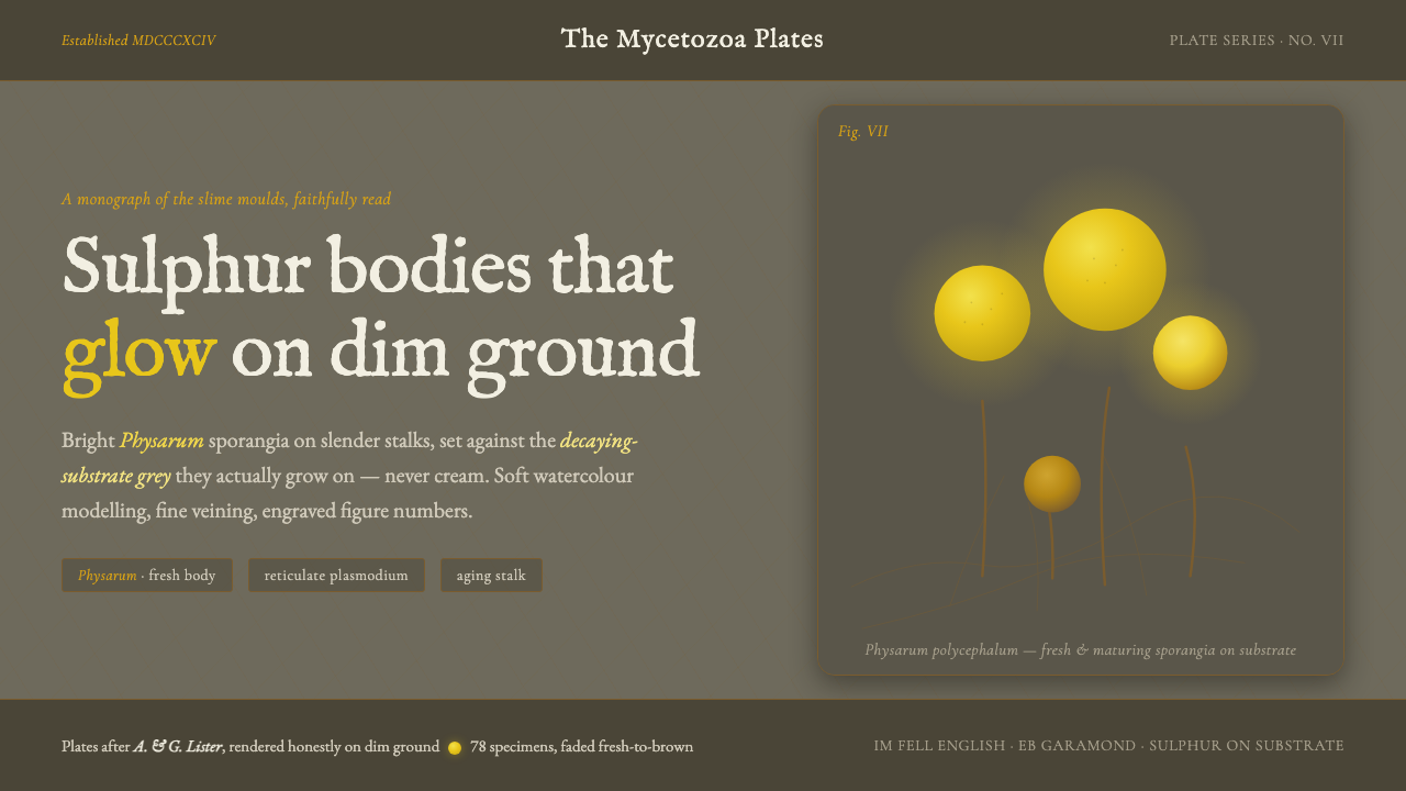 Slime Mold Plasmodium (Lister Plate) design style — example